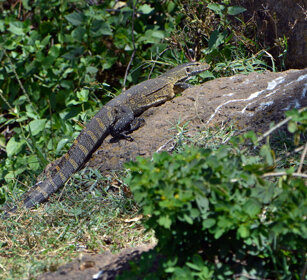 Varano, Monitor lago Zway, lake Zway