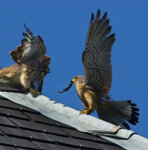 Gheppi (Falco tinnunculus), Kestrels Torino, Turin