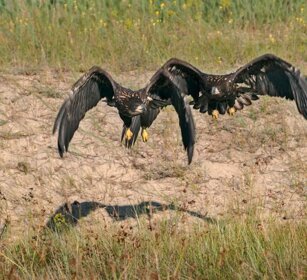 Aquile di mare (Haliaeetus albicilla) White-tailed Eagles juv. Aquile di mare (Haliaeetus albicilla) White-tailed Eagles juv.