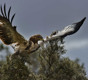 Aquila rapace (A. rapax), Tawny Eagle Bale mountains