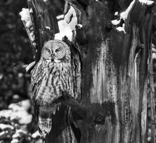 Allocco di Lapponia, Great Grey Owl, Yellowstone