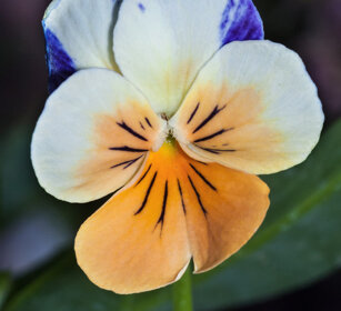 Viola arvensis, Field Pansy