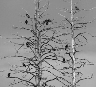 Corvi imperiali, Ravens Finlandia, Finland