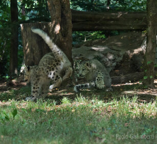 Leopardi delle nevi, Snow Leopards giovani, juveniles