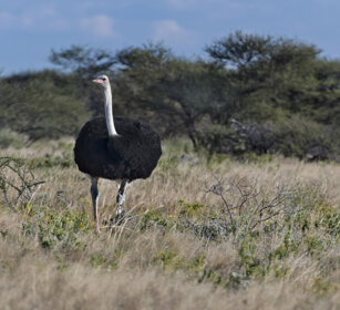 Struzzo (Struthio camelus), Common Ostrich Etosha NP