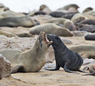 Otarie orsine (Arctocephalus pusillus) Cape Fur Seals, Cape Cross, Dorob NP