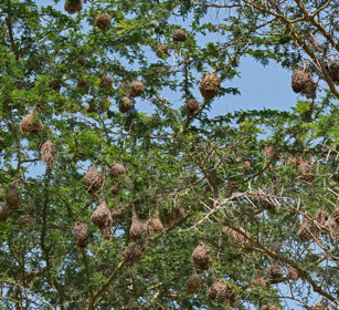 Nidi di Tessitori Uganda