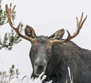 Alce, Elk, Moose PN di Yellowstone, Yellowstone NP