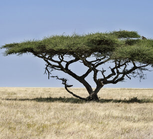 Acacia parco nazionale del Tarangire, Tarangire NP