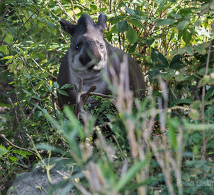 Tapiro, Lowland Tapir