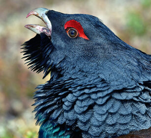 Gallo cedrone, Capercaillie Finlandia, Finland Gallo cedrone, Capercaillie Finlandia, Finland