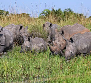 Rinoceronte bianco Uganda