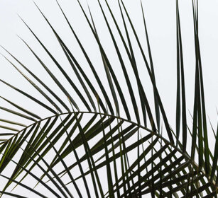 canne, reeds PN Kruger, Kruger NP