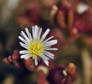 Mesembriantemo (Mesembryanthenum nodiflorum) Slenderleaf Ice Plant, Fuerteventura