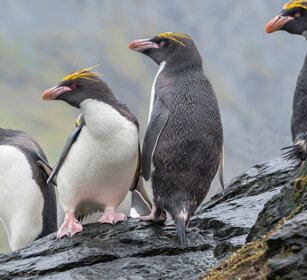 Pinguini (Eudyptes chrysolophus) Macaroni Penguins