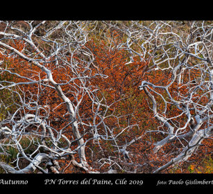autunno, autumn Patagonia autunno, autumn Patagonia