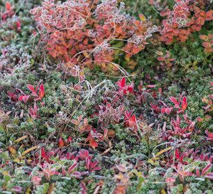 tundra parco nazionale di Dovrefjell, Dovrefjell NP