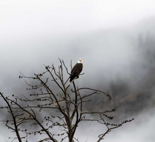 Aquila testa bianca, Bald Eagle PN di Yellowstone, Yellowstone NP