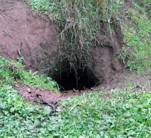 tana di Facocero, Wart-hog hole montagne Bale, Bale mountains