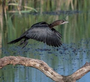 Marangone minore (Phalacrocorax pygmeus) Pygmy Cormorant Marangone minore (Phalacrocorax pygmeus) Pygmy Cormorant
