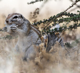 Scoiattolo di terra africano (Xerus inauris) Cape Ground Squirrel