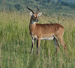 Cobo ugandese Uganda