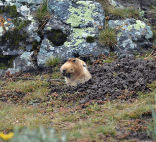 Ratto-talpa gigante, Tachyoryctes macrocephalus Big-headed Mole-rat, Sanetti plateau