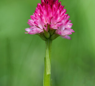 Nigritella corneliana (Gymnadenia corneliana)