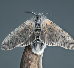 Arpia (Cerura vinula), Puss Moth