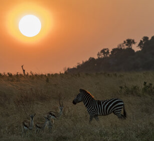 Gazzelle di Thomson e Zebra di Grant Thomson's Gazelles and Grant's Zebra, Ngorongoro conservation area