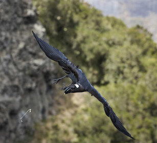 Corvo d'Abissinia (Corvus crassirostris) Thick-billed Raven