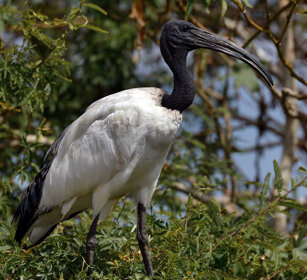 Ibis sacro (Threskiornis aethiopicus), Sacred Ibis lago Zway, lake Zway