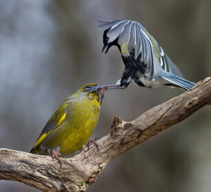 Verdone e Cinciallegra. Polonia, Poland Greenfinch (Carduelis chloris) and Great Tit (Parus major) 