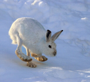 Lepre variabile (Lepus timidus), Mountain Hare Valle d'Aosta, Aosta Valley