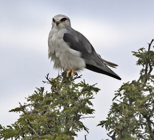 Nibbio bianco (Elanus caeruleus) Black-winged Kite Etosha NP