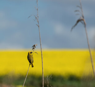 uccello Tessitore, Weaver