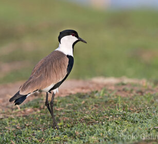 Pavoncella armata lago Zway, lake Zway