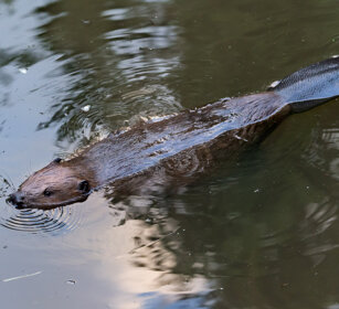 Castoro (Castor canadensis), Beaver Bayerischerwald NP