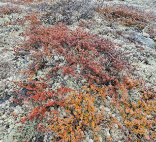 tundra parco nazionale di Dovrefjell, Dovrefjell NP