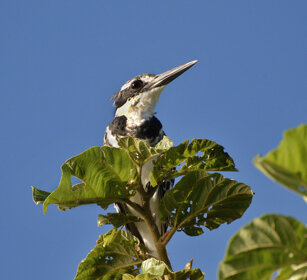 Martin pescatore bianco e nero (Ceryle rudis) Pied Kingfisher, lago Awasa, lake Awasa