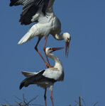 Cicogne bianche (Ciconia ciconia), White Storks