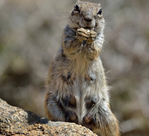 Xero del Nord Africa (Atlantoxerus getulus) Barbary Ground Squirrel, Fuerteventura, parque Rural
