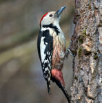 Picchio rosso mezzano (Dendrocopos medius) Middle Spotted Woodpecker, Polonia, Poland