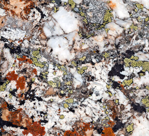 licheni, lichens