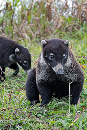 _d503201-coati.jpeg