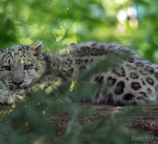 Leopardo delle nevi, Snow Leopard giovane, juvenile