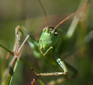 Cavalletta verde (Tettigonia virdlissima) Green Bush-cricket