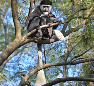 Guereza bianco nero con piccolo (Colobus guereza) Abyssinian Black-and-white Colobus monkey with its cub, lago Awasa, lake Awasa