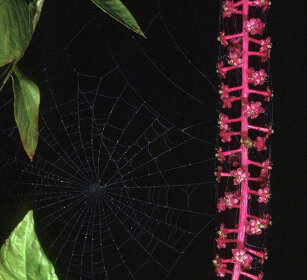 Ragnatela, spiderweb Frossasco (To), Piemonte