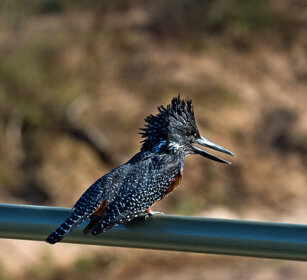 Martin pescatore gigante (Megaceryle maxima) Giant Kingfisher, Kruger NP